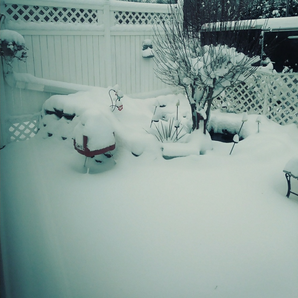 Looking out my back door!